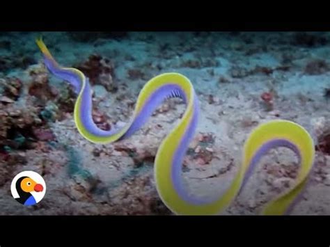 Ribbon Eels Change Sex Transform Into Females The Dodo Youtube