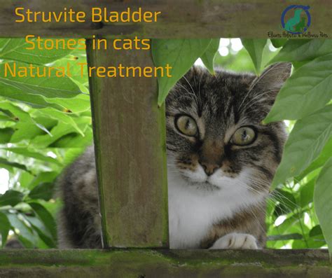 Kidney stones or kidney stone fragments can also pass through this system of tubes and into the ureter, causing serious complications. Struvite Bladder Stones in cats Natural Treatment Elicats.it