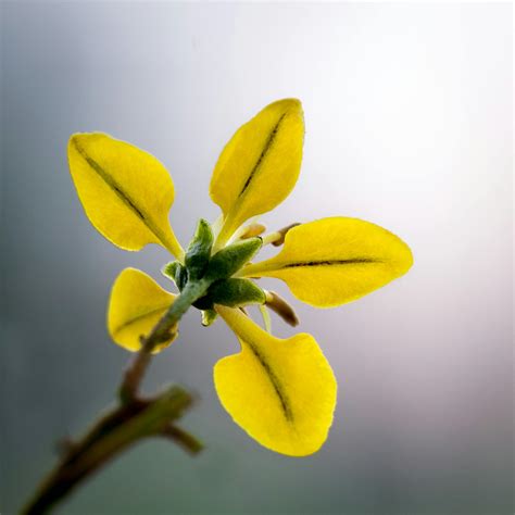 Close Up Photo Of Yellow 5 Petal Flower · Free Stock Photo