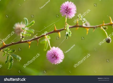 See more ideas about flowers, india, indian textiles. Indian Gum Arabic Tree Pink Flower Stock Photo 187887050 ...
