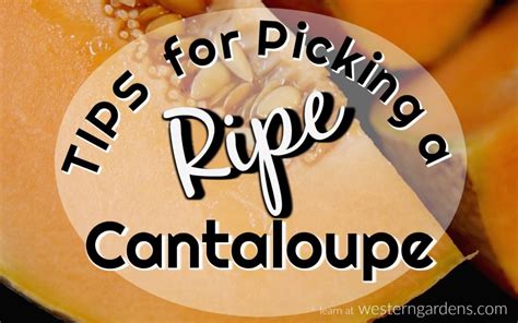 When is the best time to pick watermelon? 3 Simple Tips for Picking Ripe Cantaloupe - Western Garden ...