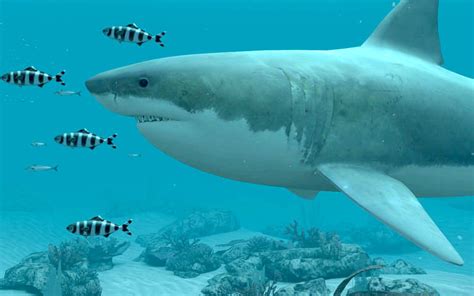 White Sharks 3d Screensaver Download Animated 3d Screensaver