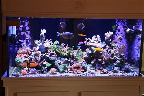 Build Thread Mattdgs 120g Sps Mixed Reef Build And Progress Page