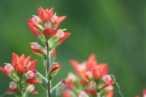 Texas Indian Paint Brush Wildflowers For Dubonnet Flickr