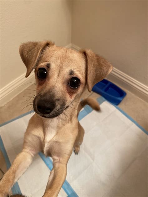 The only lasting affect she has is a neurological ti. Chihuahua For Sale in Orange County (33) | Petzlover