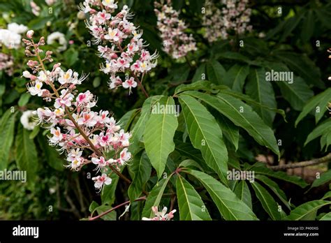 Aesculus Indica Indian Horse Chestnut Sapindaceae Close Up Of