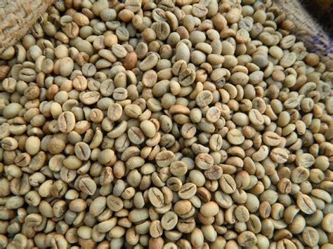 Vietnam Robusta Green Coffee Beans Tradekorea