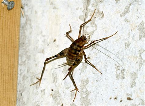 Spider Crickets The Bugs You Dont Want In Your House This Fall The