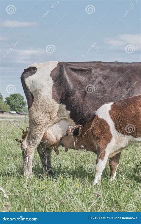 The Calf Sucks Milk From The Nipple Of The Cow S Udder Stock Image