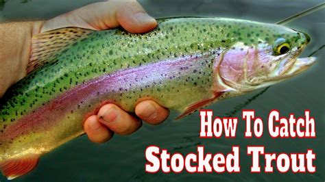 How To Catch Stocked Trout In A Lake And Pond W Powerbait Stocked