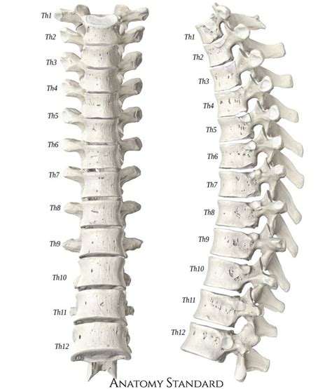 Thoracic Spine Front And Side View Anatomy Bones Thoracic Vertebrae