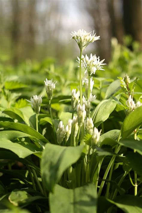 Bears Garlic Blooming In Wood Stock Image Image Of Floral Botany