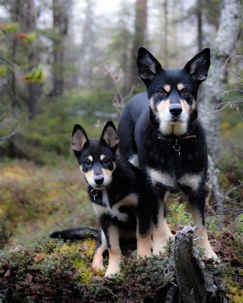 Dogs Of My Life Lapponian Herders Räpsy And Seita Lapland Finland