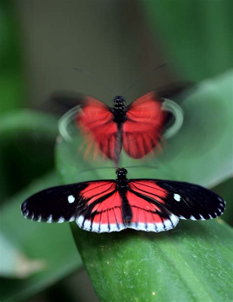 Filebutterflies Seduction Wikipedia