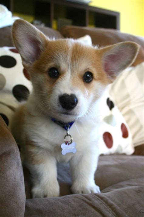 Corgi Sweetness Cute Corgi Cute Puppies Dogs And Puppies Doggies