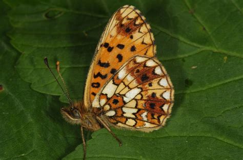 European Lepidoptera And Their Ecology Boloria Selene
