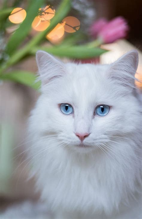 White Cat By Jessica Tekert 500px Gorgeous Cats Beautiful Cats Cats