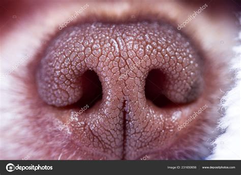 Why Do Dogs Have Textured Noses