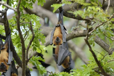 Flying Fox Stock Image Image Of Mysterious Nature Creepy 49692731