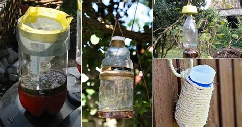 7 Diy Wasp Trap Ideas For Garden Wasp Traps Get Rid Of Wasps Homemade Wasp Trap