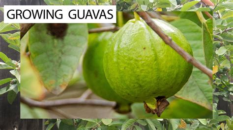 How To Grow Guavas 3 Delicious Guava Varieties For You Guava