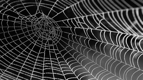How To Get Rid Of Spiders And Cobwebs From Your House India Today