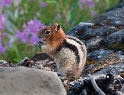 Chipmunk Eating A Nut Stock Image Colourbox