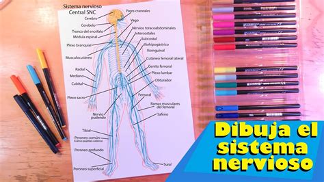 Aprender a dibujar el sistema nervioso humano fácil YouTube