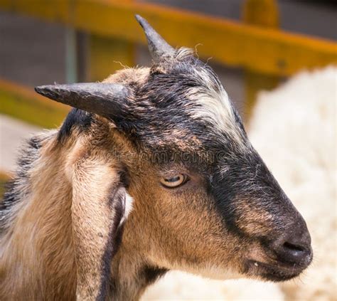 Angry Goat Stock Image Image Of Mammal Head Baby Goat 36947617