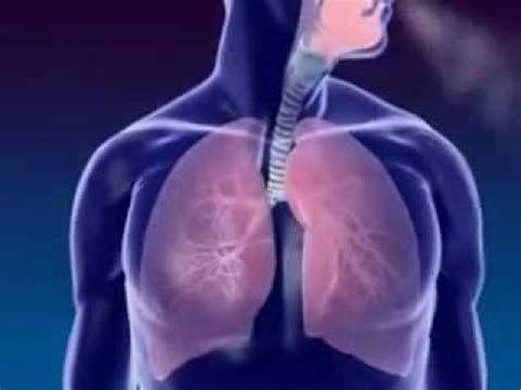 Edge-ucation: Science: Respiration in Human Body - YouTube
