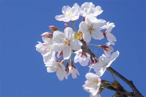 Japanese White Sakura Flowers And Blue Sky Stock Photo Image Of Flora