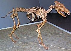 The dire wolf (canis dirus, fearsome dog) is an extinct species of the genus canis. Dire wolf - Wikipedia