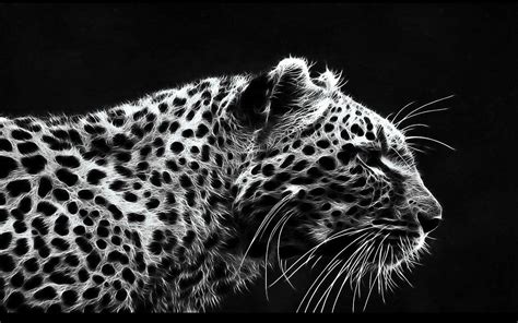 Leopard Wallpapers Top Free Leopard Backgrounds Wallpaperaccess