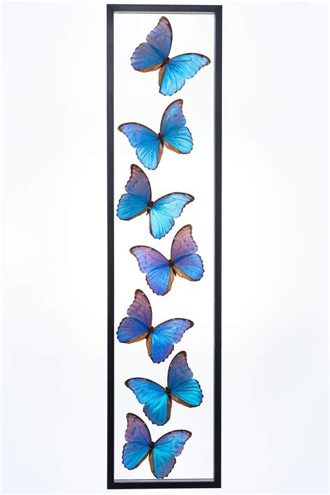 Real Butterfly Framed Wall Art Free Shipping 7 Count Morpho Limited Edition Real Glass