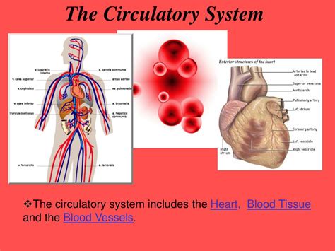 Ppt The Circulatory System Blood Vessels Powerpoint Presentation My
