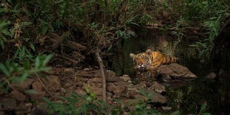 Wildlife Sanctuaries And National Parks In Odisha