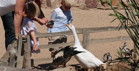 We offer family entertainment in a tranquil setting : Activities for Kids in Cape Town - Love My Cape Town