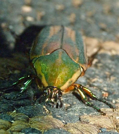 Green June Beetle Project Noah