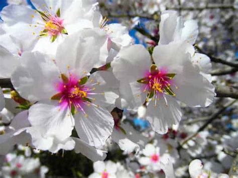 Check spelling or type a new query. Significado de Flor del ALMENDRO