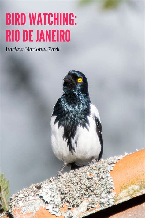 Itatiaia nacional park is in southeast brazil at the border between minas gerais and rio de janeiro. Insight into the Brazilian birdlife in the Itatiaia ...