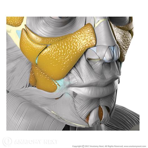 Zygomaticus Major Definition Origin Insertion 3D Anatomy Facial
