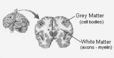 1904, lucy maud montgomery, penelope's party waist in short stories: Neurological Conditions: Brain Grey Matter in Auto-immune ...