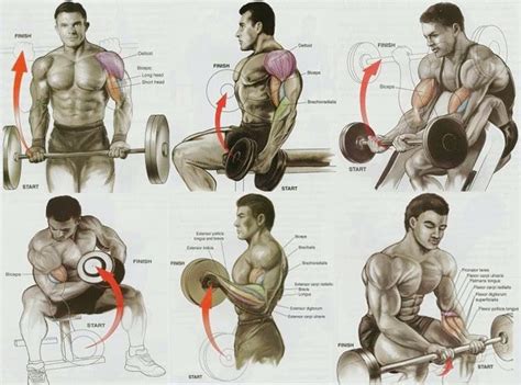 Biceps Workout At Gym 3 Bicep Exercises For Mass World Gym