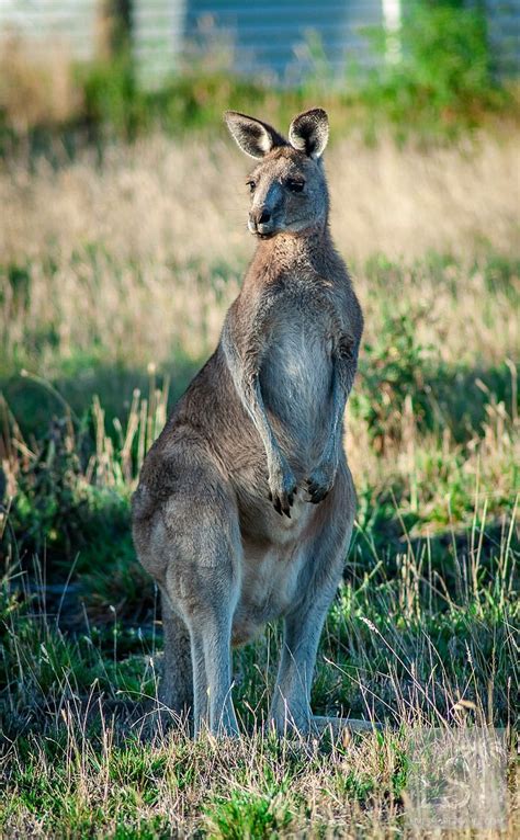 How Many Unique Animals Are In Australia