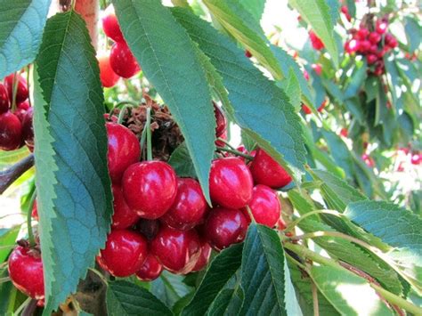 Argentina Kordia Red Cherry — Momobud