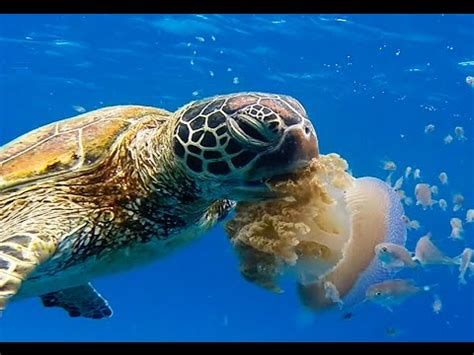 Turtle Eating Jellyfish