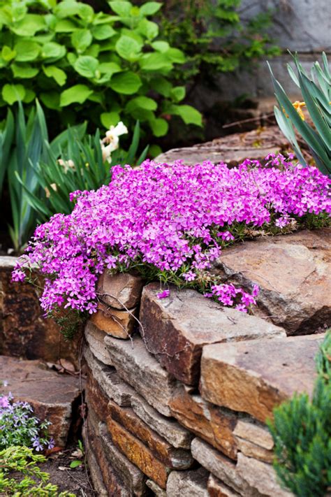 12 Best Perennial Plants For A Low Maintenance Garden Lost And Found Decor