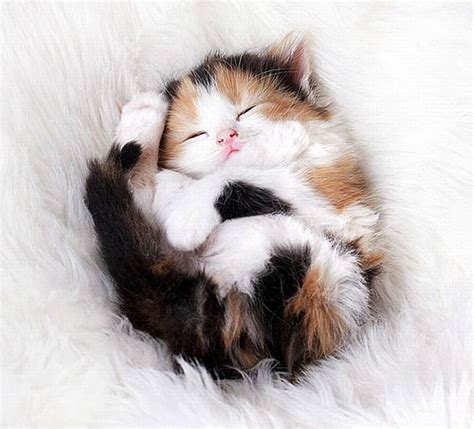 75 Insanely Cute Kittens Cute Overload