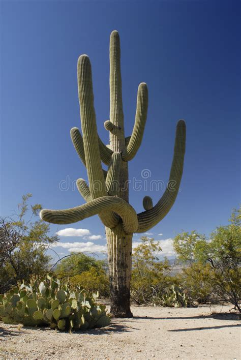 This is particularly true of the saguaro cacti that thrive in. Storslagen Saguaro Cactus Vid Storstitionsbergen Arizona ...