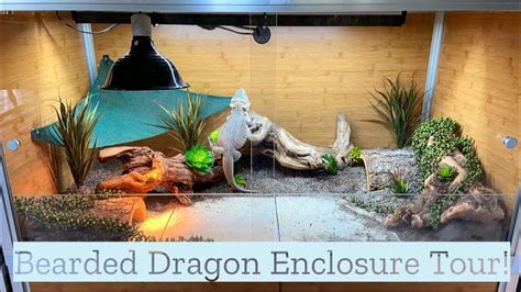 Bearded Dragon Enclosure Tour Zen Habitats Review Youtube
